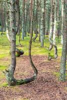 An image of a dancing forest on the Curonian Spit in the Kaliningrad region in Russia. photo