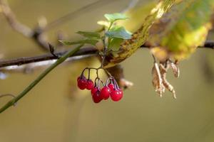 Red berries on a cluster of autumn foliage against a blurred green background photo