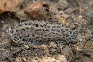 Gray Black-spotted nudibranch, Limax maximus, crawling across a dark ground photo