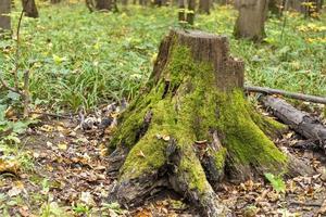 un viejo tocón cubierto de musgo verde se encuentra en el bosque entre las hojas caídas. la época del año es la primavera. otoño. foto