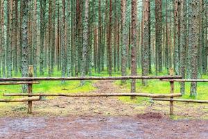 beautiful rural landscape with an old wooden fence and a forest. photo