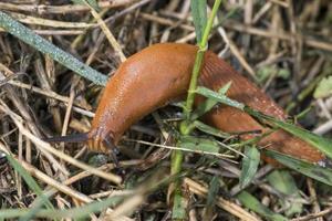Red slug, Arion rufus, crawls over dry grass and foliage