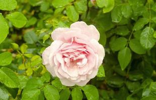an open beige rose bud in the garden photo