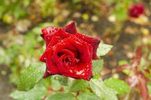 un capullo de rosa rojo abierto en el jardín foto