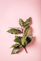 laurel branch on pink background photo