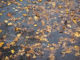 brown leaves in water texture background photo