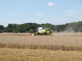 Barley field harvest photo