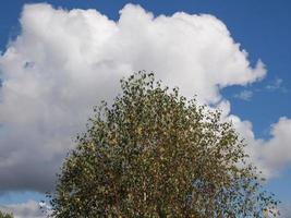 árbol sobre el cielo foto