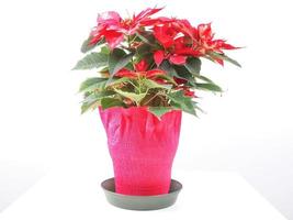estrella de navidad planta poinsettia euphorbia pulcherrima flor roja foto