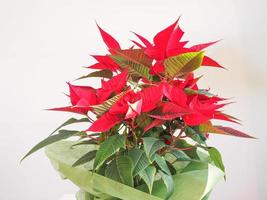 poinsettia estrella de navidad foto