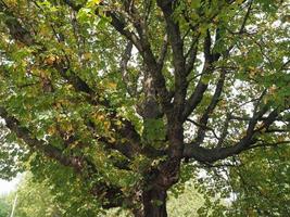 castaño de indias aesculus hippocastanum conker árbol foto