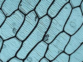 Onion epidermus micrograph photo