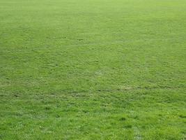 green meadow background photo