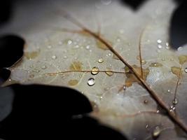 rain drops on leaf selective focus photo