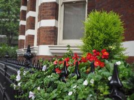 ivy and flowers photo