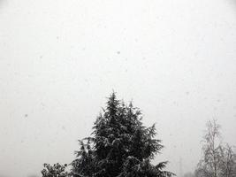 Snowy weather, pine tree photo