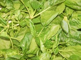 Spinach leaves background photo