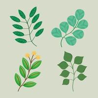 nature branches with leaves vector