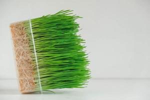 Grass sprouts in a transparent plastic container on a white background. Copy, empty space for text photo