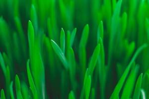 Fresh green grass as background texture. Copy, empty space for text photo