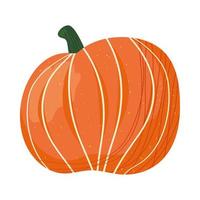 fresh pumpkin vegetable vector