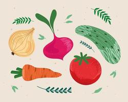 fresh vegetables and leafs vector