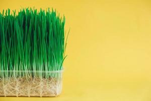 Sprouted green grass in a transparent plastic container on a yellow background. Copy, empty space for text photo