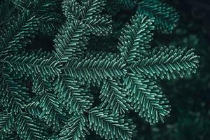 Frozen Christmas trees. Green pine branches are covered with hoarfrost. Winter and Christmas background. Top view. Copy, empty space for text photo