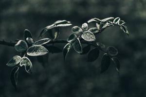 Green frozen leaves on a branch. The leaves are covered with hoarfrost photo