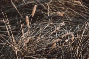 Frozen dry grass as a background texture image. The grass is covered with hoarfrost photo