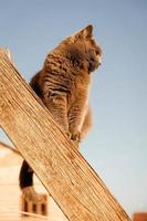 Gray cat sitting on a wooden ladder at sunset. Copy, empty space for text photo