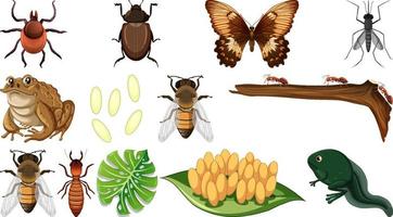 Different insects collection isolated on white background vector