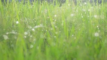 avancer à travers le champ d'herbe avec de l'eau bokeh sur les feuilles. video