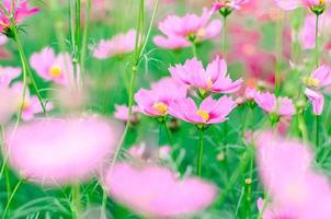 Soft focus pink cosmos flowers in the garden. photo