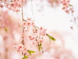 Soft focus cherry blossoms bloom in spring. photo