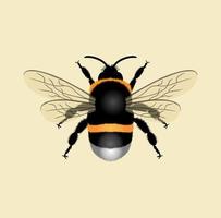 ilustración de diseño de abejorro realista vector