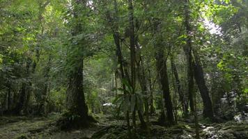 paisagem paisagem da floresta de frescura verde sob a luz solar. video