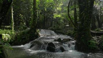 bela cascata fluindo entre plantas de folhagem exuberante sob a luz do sol na floresta tropical. video