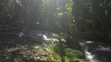 Scenery of water stream flowing over the rocks through lush foliage plants in woodland. video