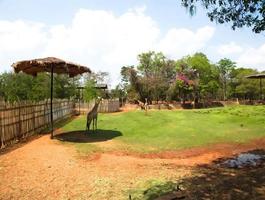 Nakhon Ratchasima Zoo Nakhon Ratchasima THAILAND09 MARCH 2019Tourists rent bicycles or golf carts and walk all the way to watch animals.on Nakhon Ratchasima THAILAND09 MARCH 2019. photo