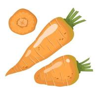 Carrot set. Vector illustration of fresh vegetable and slice in cartoon flat simple style.