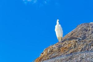 Great White Egret Heron bird blue sky background Holbox Mexico. photo