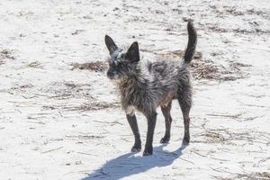 Fluffy woolly black dog on the beach Holbox island Mexico. photo