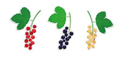 Set of different kinds of currant with leaves. vector