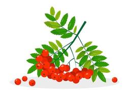 Rowan banch with red berries and leaves. vector