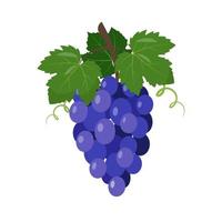 Red or blue wine grapes bunch icon. vector