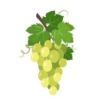 racimo de uvas de mesa verdes o blancas con bayas y hojas vector
