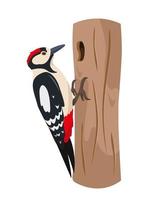 Woodpecker bird on tree trunk. vector