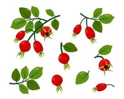 Red wild rosehip berries on branch with green leaves set. vector