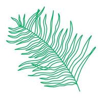 Palm leaf on a white background. Vector graphics. Hand drawn